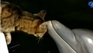 Un simpático gatito acaricia a un delfín (Video)