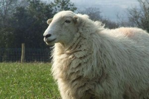 Genoma de la oveja revela secretos sobre su producción de lana