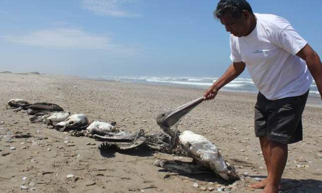 Hallan unos 800 animales muertos en costa de Perú