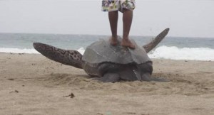 Ignorantes descontrolados impiden desove de tortugas en Vargas (FOTO)