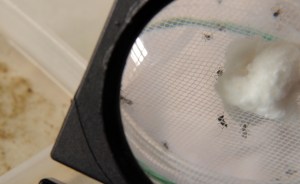 Reportan primeros casos de transmisión interna de fiebre chikunguya