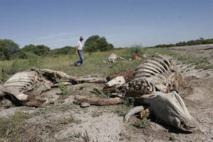 Más de mil reses han muerto por la sequía en Aragua
