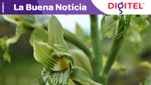 Descubren nueva especie de orquídea (Fotos)