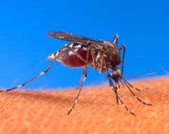 Confirman los dos primeros casos de fiebre chikunguya contraída en Florida