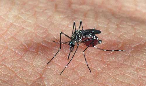 Liberan miles de mosquitos “vacunados” contra el dengue en Brasil