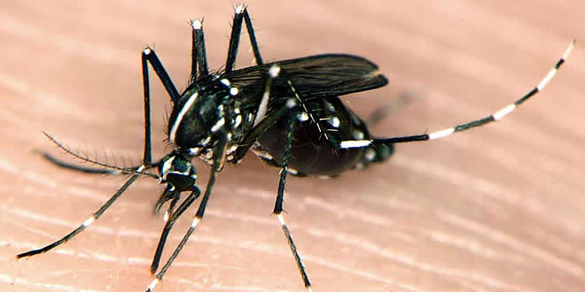 Confirmaron 81 casos de fiebre chikunguña en Florida