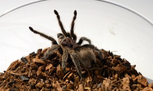 Nueve cosas que no sabías sobre las arañas