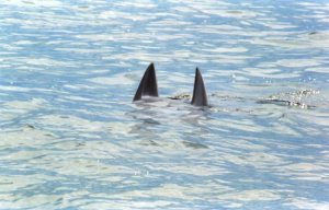 Niño de 12 años se recupera del ataque de un tiburón en una playa de Florida