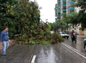 Las lluvias arrasaron con varios árboles en Barquisimeto (Foto)