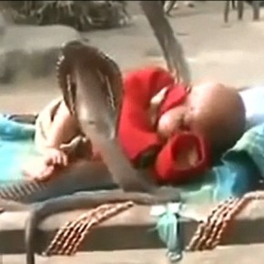 Bebé duerme plácidamente…¡entre cuatro cobras! (Video)