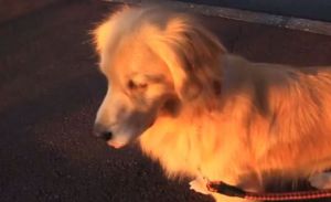 Un perro que imita el sonido de una ambulancia (Video)