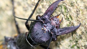 Descubren el insecto acuático más grande del mundo (Fotos)