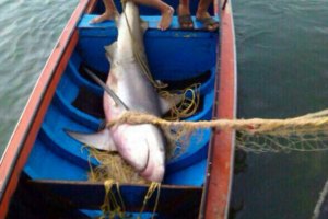 Tiburón quedó atrapado en redes de pesca en el Lago de Maracaibo (Fotos)