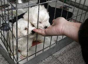 Emotivos rescates de perritos abandonados (Videos)