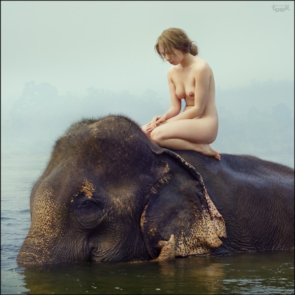 Anatoli Toor - elefantes (4)