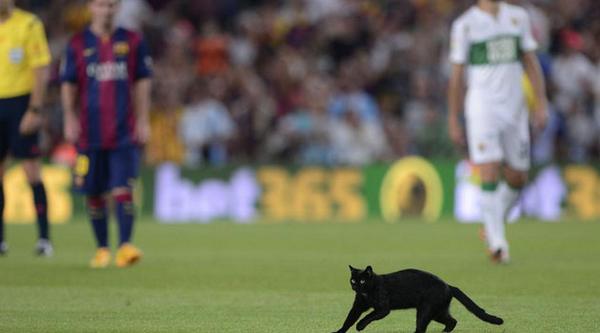 El gato que se coló en el Camp Nou (Video)