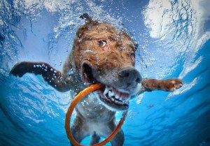 Underwater Dogs: Los perritos acuáticos que te harán morir de risa (Fotos)