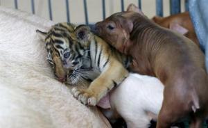 Un tigrito y tres cerditos viven juntos en un zoológico (Fotos)