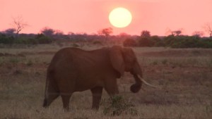 Elefantes en peligro por la caza en Africa (Video)