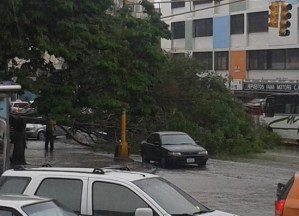 Un árbol se cayó en la Av. Victoria y ocupa toda la vía (Fotos)
