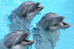 Los delfines gritan de placer