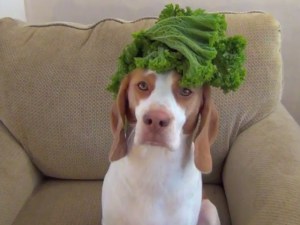 Maymo, el perro que hace equilibrio con frutas y vegetales (Video)