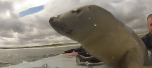 Surfistas ceden su tabla a una foca juguetona (Video)