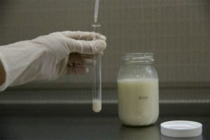 El ADN de las vacas revela si su leche es mejor para beber o para hacer queso