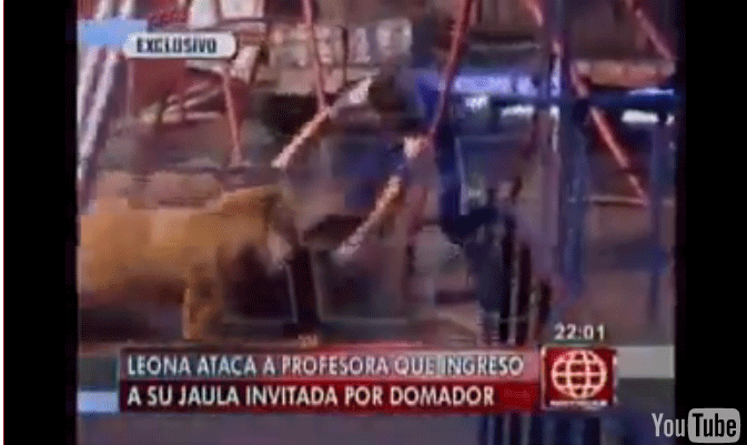 Terrible ataque de la leona a una espectadora del circo (Video)