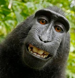 Los monos no tienen derechos de autor sobre selfies