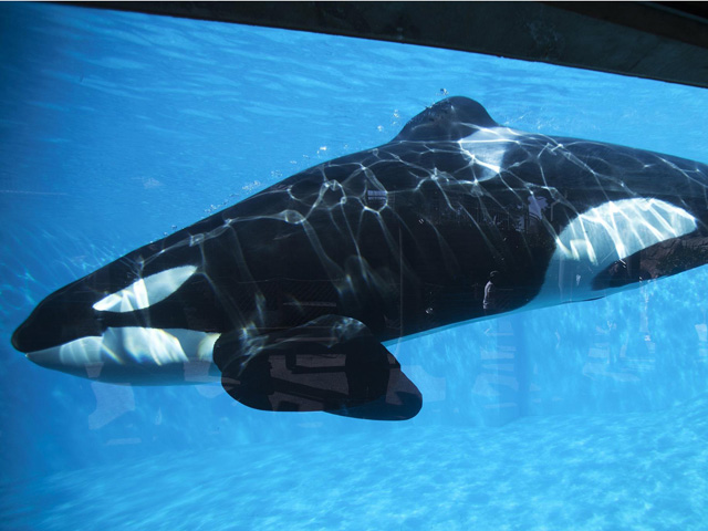California prohíbe la cría y espectáculos de orcas en cautividad