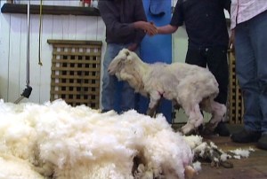 Oveja australiana deja 23,5 kilos de lana (Fotos)