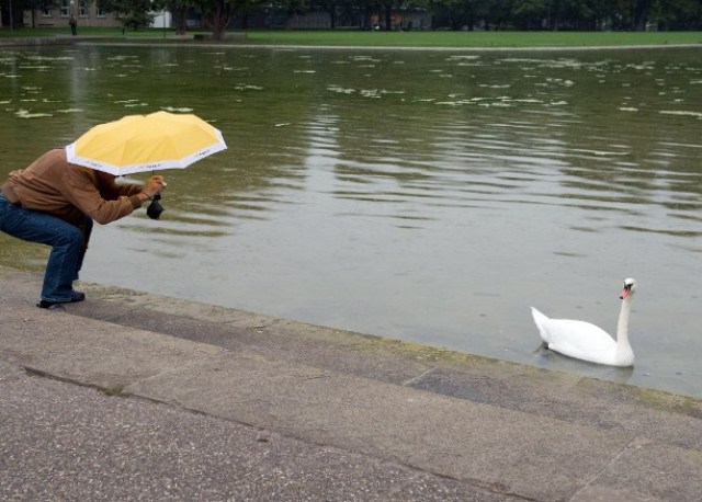 Un visitante toma una fotografía de un cisne durante el tiempo lluvioso en el jardín del palacio en Stuttgart, suroeste de Alemania (Foto Sebastián Kahnert / AFP)