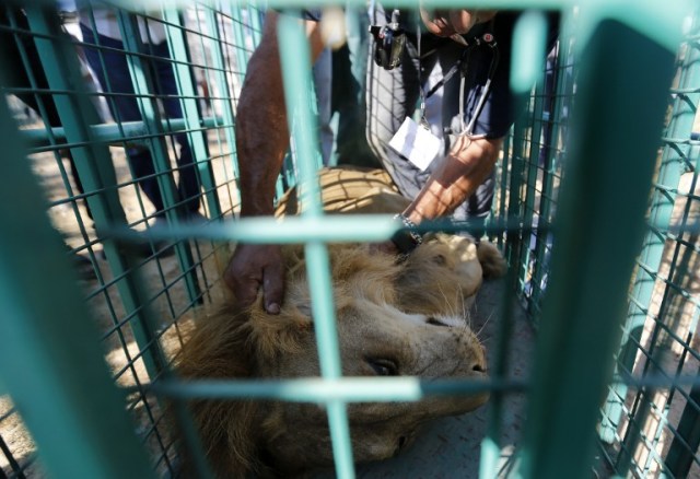 Un león está en una jaula, ya que espera ser transferido de la Franja de Gaza Bisan City villa turística zoológico a Jordania a través del cruce de Erez con Israel (Foto Mohammed Abed / AFP)