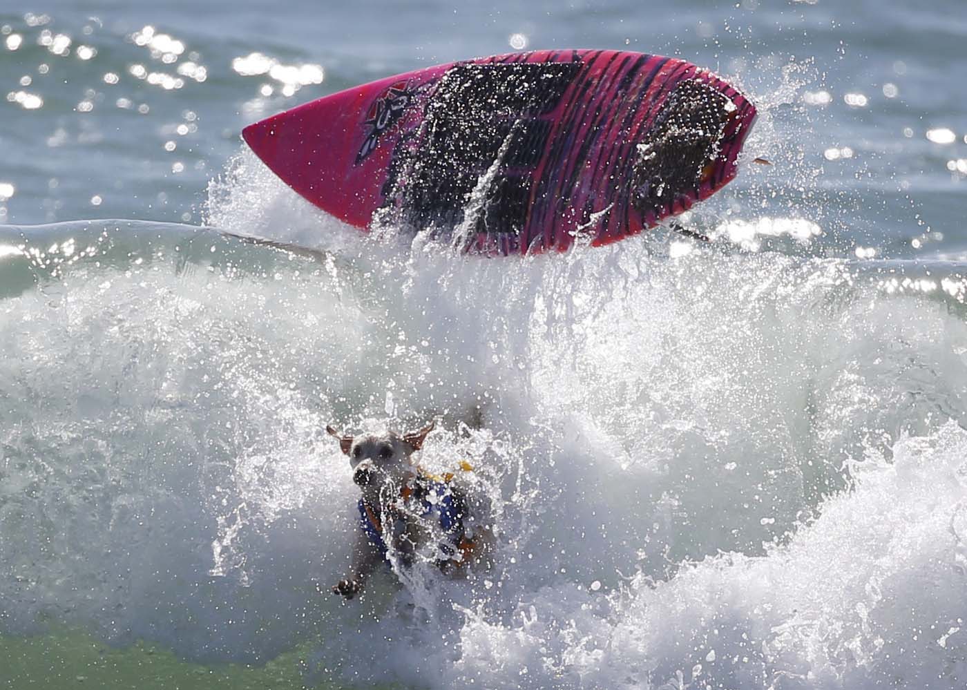 Un campeonato de surf para perros (Fotos)
