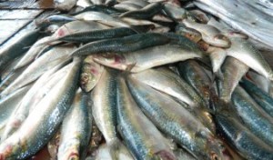 El precio del kilo de patas de pollo y sardinas subió de 40 a 100 bolívares