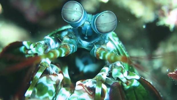 Estudian cómo simular la visión de un crustáceo para detectar el cáncer