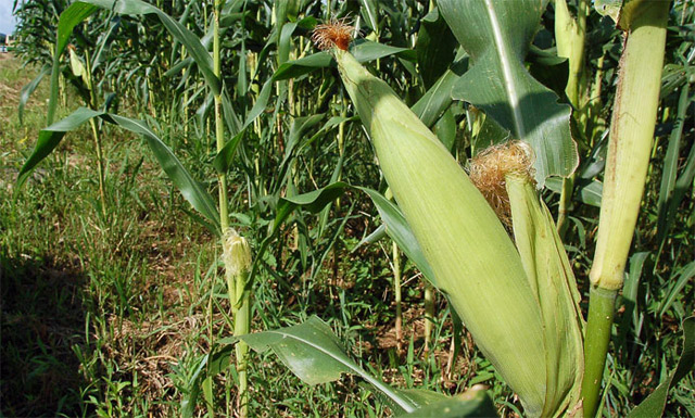 Cae en 40% la producción de maíz por falta de semillas
