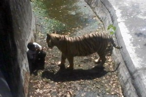 Un tigre blanco mata a un niño en un zoológico de Nueva Delhi (Fotos y video)