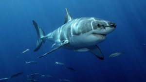 Los tiburones podrían amenazar la conexión a internet