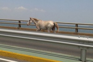 Este caballo quiso salir de Maracaibo por el puente (Foto)