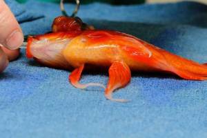 La increíble historia del pez dorado que sobrevivió a una complicada operación