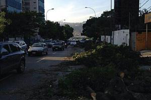 Restringido el paso en Altamira por árboles caídos (Fotos)