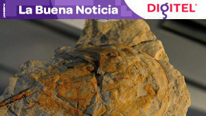 Paleontólogo aficionado descubre restos fósiles de 500.000 años en Argentina
