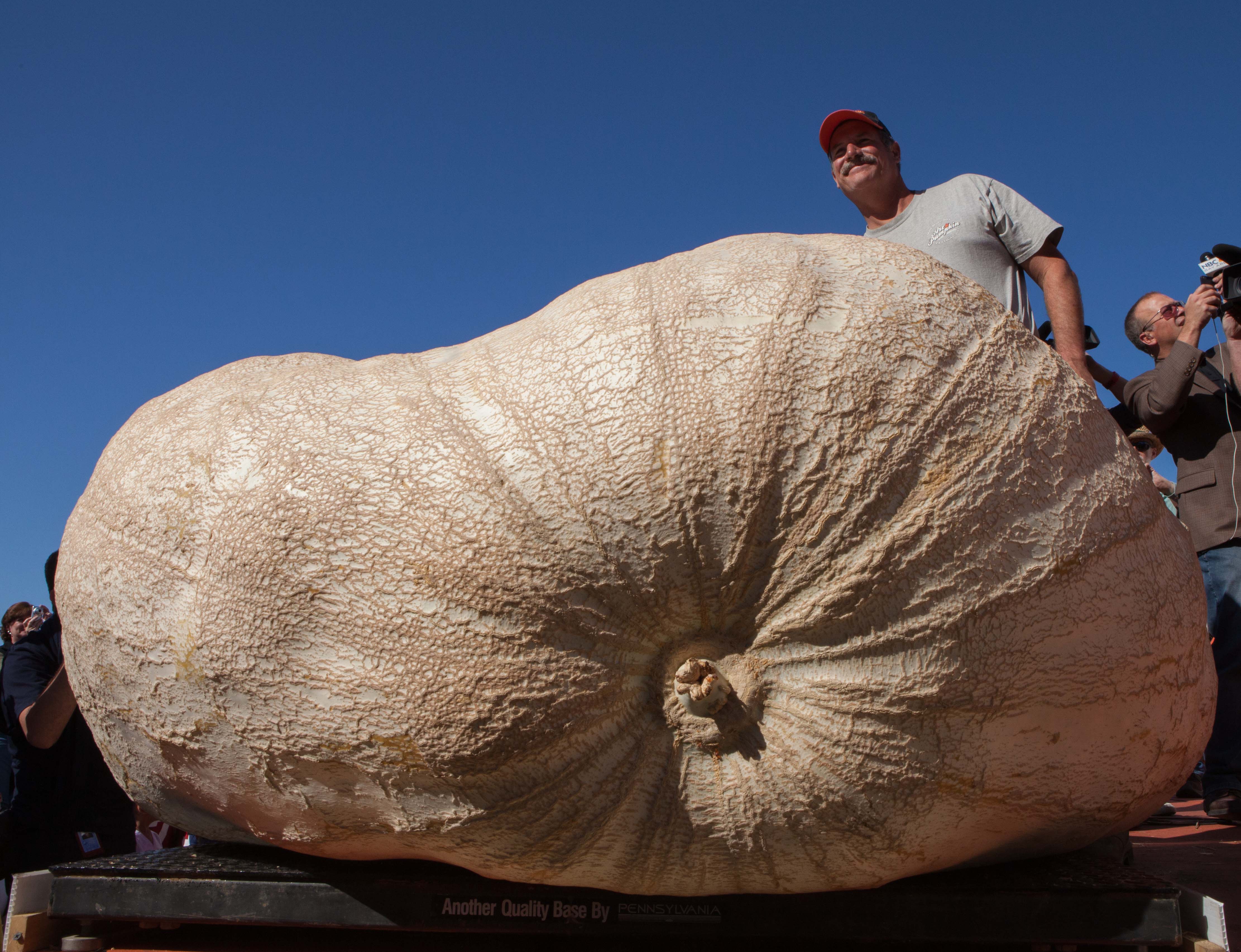 Самая огромная 18. Тыква Голиаф. Тыква гигантская. Самая большая тыква. Самая крупная тыква.