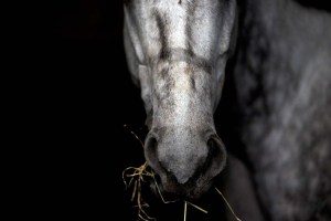 Le robaron su caballo en Tucupita y teme que lo vendan como carne de res