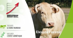 Lanzan en Francia una web de contactos para vacas y toros
