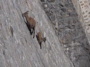 El insólito paseo de dos cabras en Italia (Video)