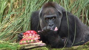 Un pastel para celebrar los 40 años del gorila Zaire (Video)