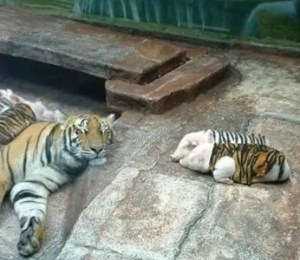 Mamá tigresa adopta a una camada de cerditos disfrazados de tigre